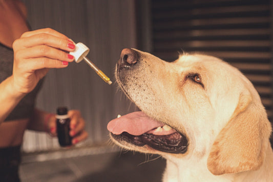 Le CBD et les animaux : un remède naturel pour le bien-être de nos compagnons à quatre pattes ?